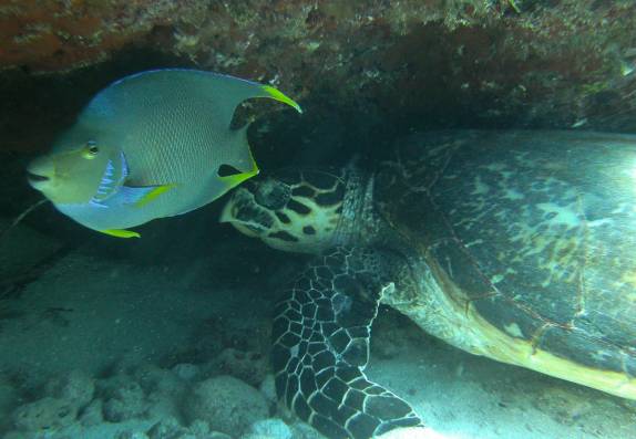 Queen Angel Fish e tartaruga socializam embaixo de um coral no nosso segundo mergulho do dia em Isla Mujeres, no litoral do Yucatán, no sul do México